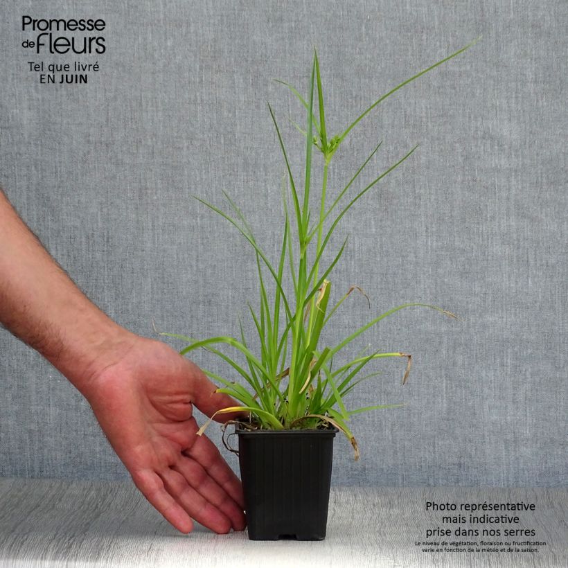 Cyperus alternifolius - Umbrella Papyrus 8/9 cm pot sample as delivered in summer