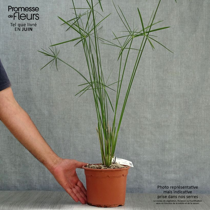 Cyperus alternifolius - Umbrella Papyrus 2L/3L pot sample as delivered in summer