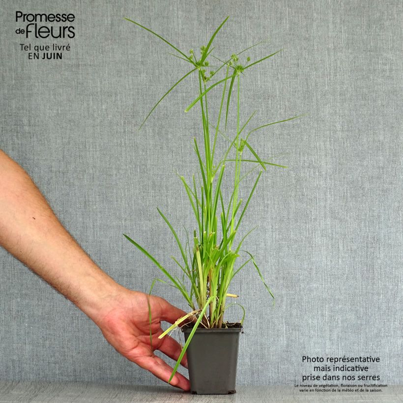 Cyperus glaber 8/9 cm pot sample as delivered in summer