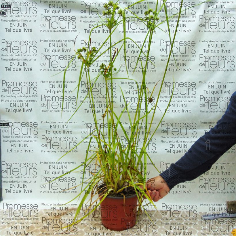 Example of Cyperus glaber 4L/5L pot specimen as delivered