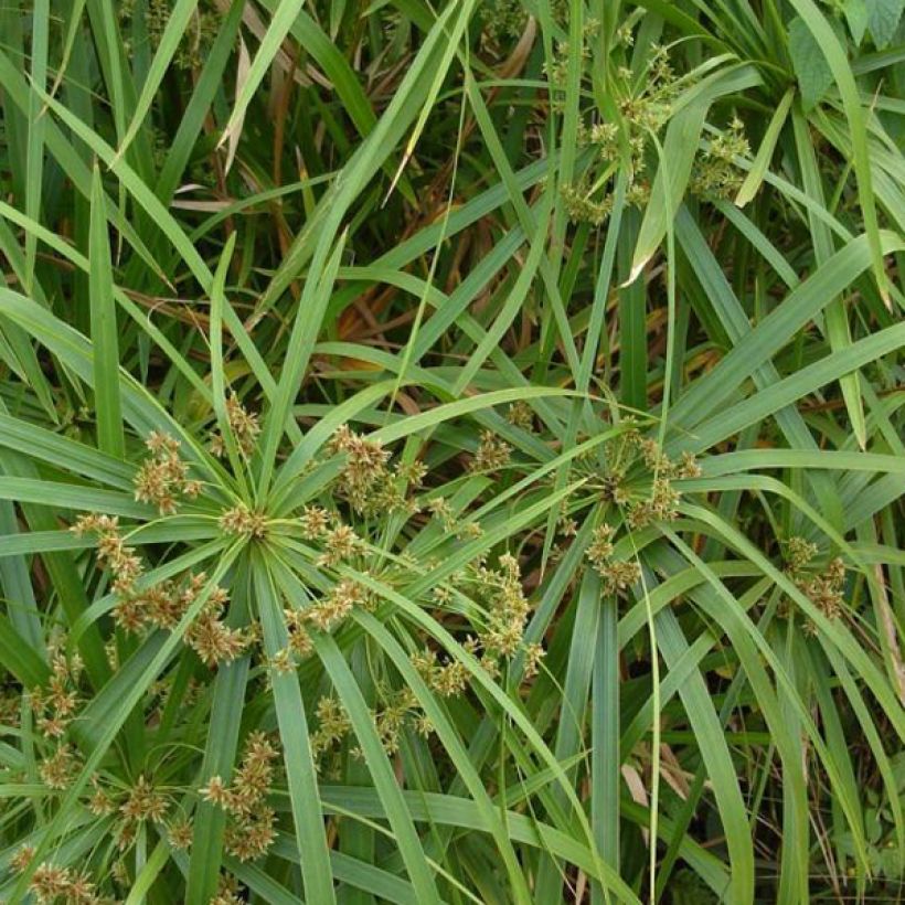 Cyperus involucratus (Foliage)