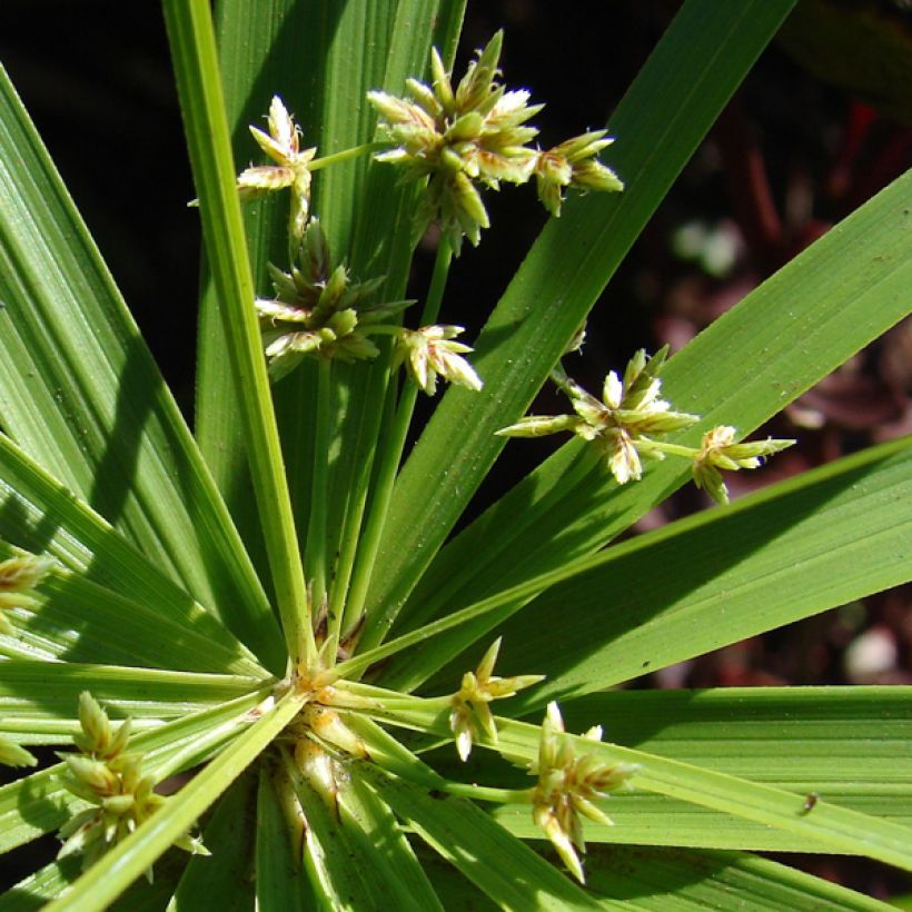 Cyperus involucratus (Flowering)