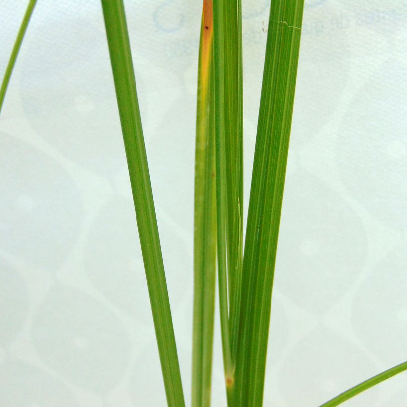 Cyperus longus (Foliage)