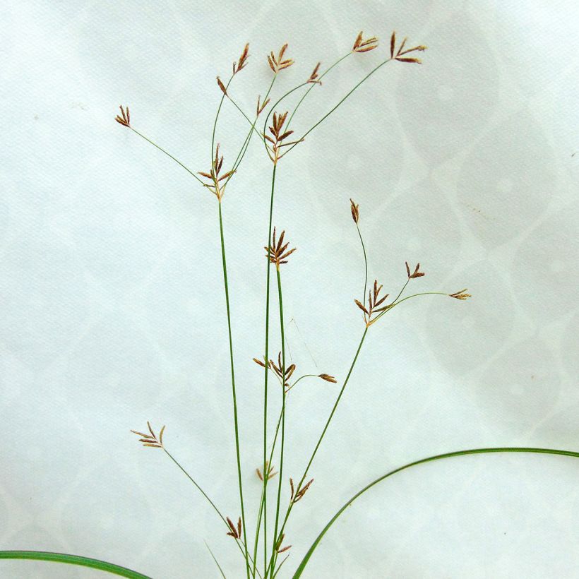 Cyperus longus (Flowering)