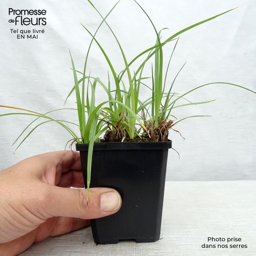 Cyperus longus sample as delivered in spring