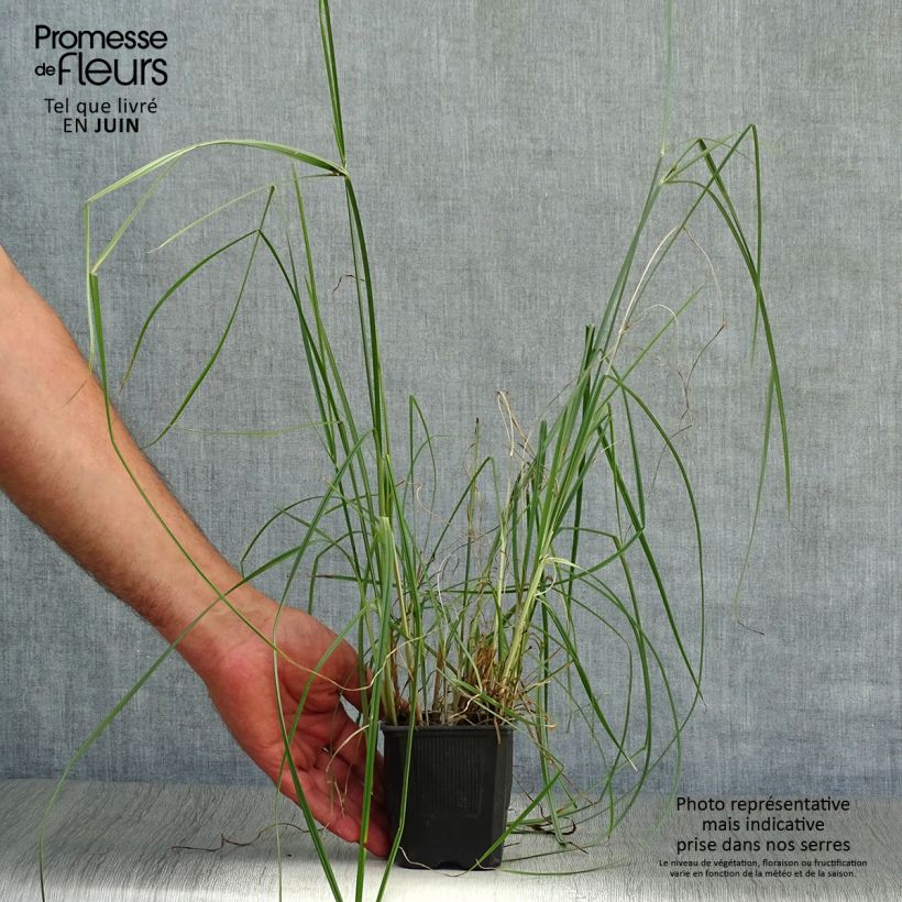 Cyperus longus 8/9 cm pot sample as delivered in summer
