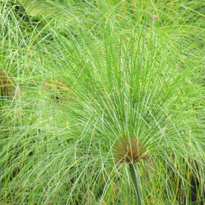 Cyperus papyrus - Papyrus (Foliage)