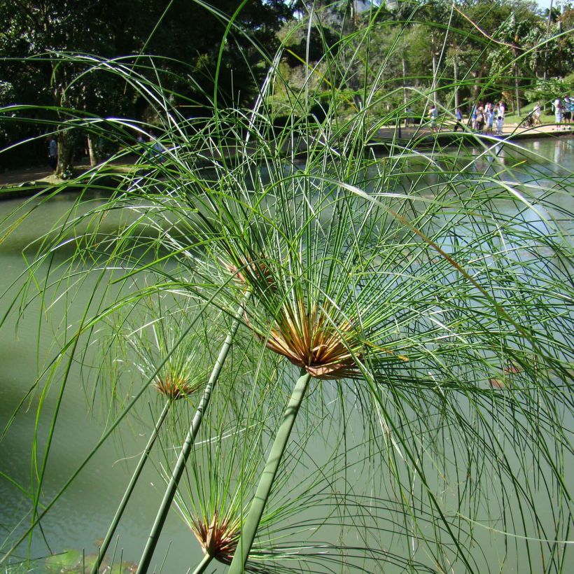 Cyperus papyrus - Papyrus (Plant habit)