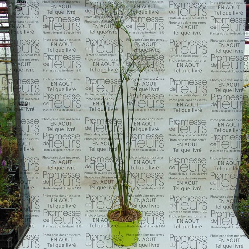 Example of Cyperus papyrus Akhenaton Pot de 2L/3L specimen as delivered