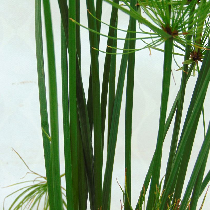 Cyperus papyrus Cleopatra - Papyrus (Foliage)