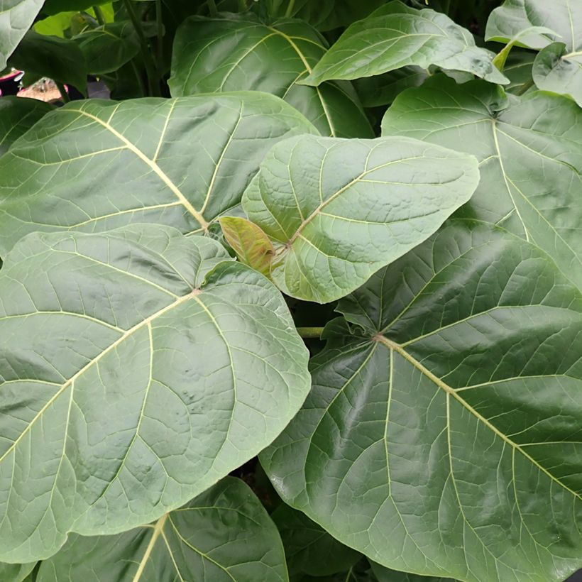 Cyphomandra betacea Red - Tamarillo (Foliage)