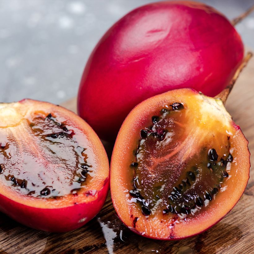 Cyphomandra betacea Red - Tamarillo (Harvest)