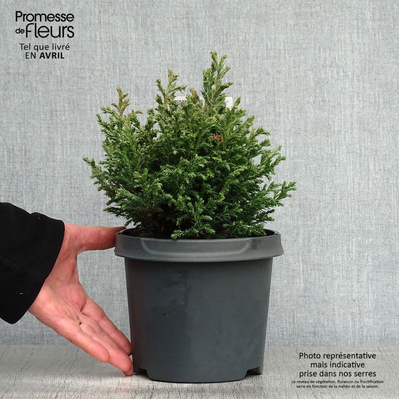 Chamaecyparis pisifera Baby Blue - Sawara Cypress sample as delivered in spring