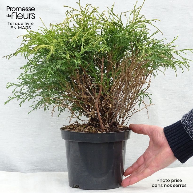 Chamaecyparis pisifera Filifera - Sawara Cypress sample as delivered in spring
