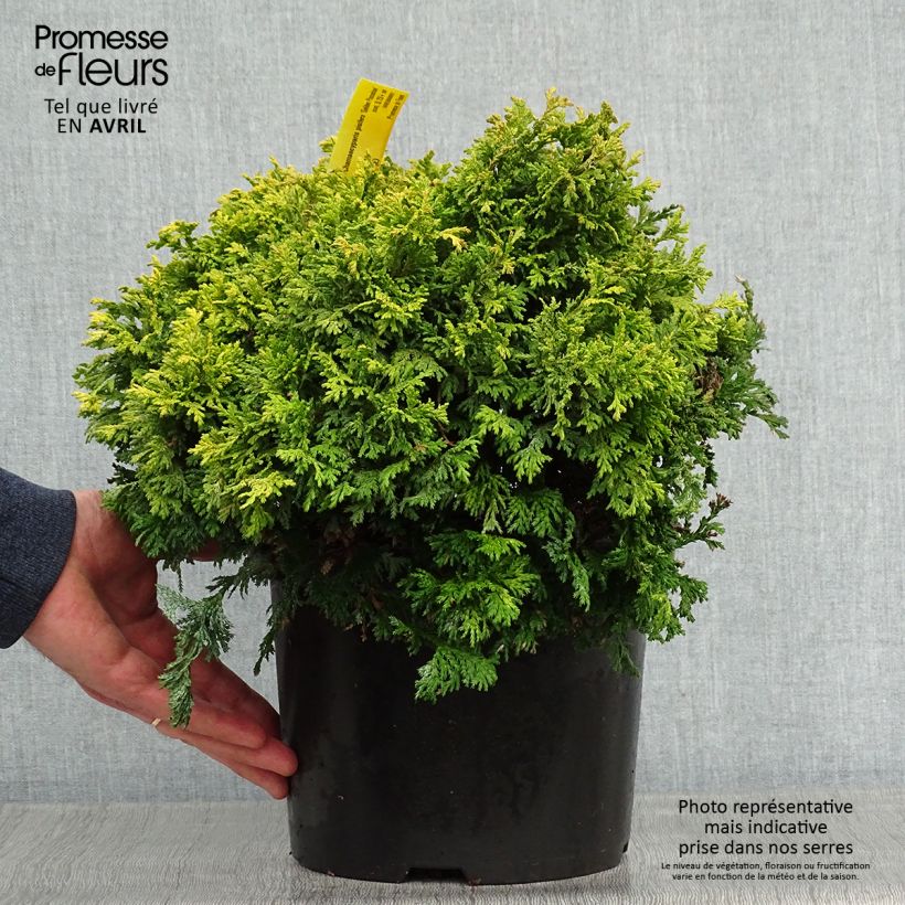 Chamaecyparis pisifera Golden Pincushion - Sawara Cypress sample as delivered in spring
