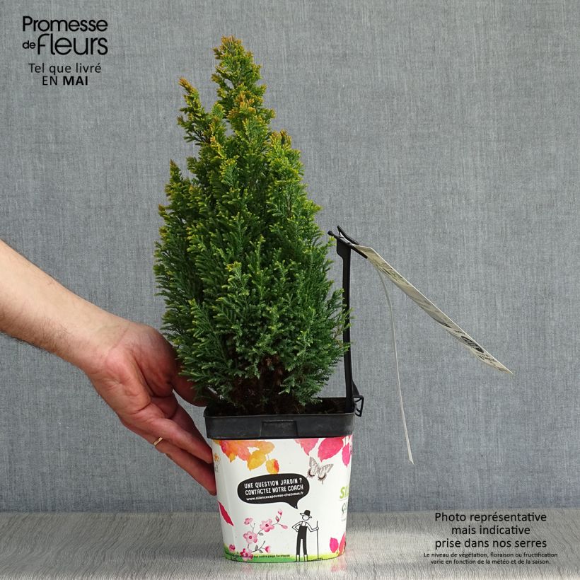 Chamaecyparis lawsoniana Elwoods Gold - Lawson Cypress sample as delivered in spring