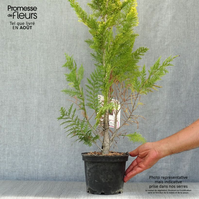 Chamaecyparis lawsoniana Ivonne - Lawsons Cypress 2L/3L pot sample as delivered in summer