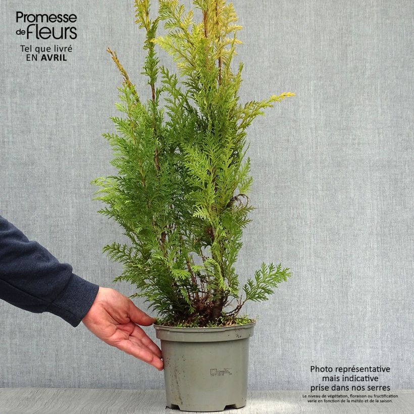 Chamaecyparis lawsoniana Stardust - Lawson's Cypress sample as delivered in spring