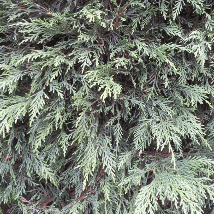 Leyland cypress - Cupressocyparis leylandii (Foliage)