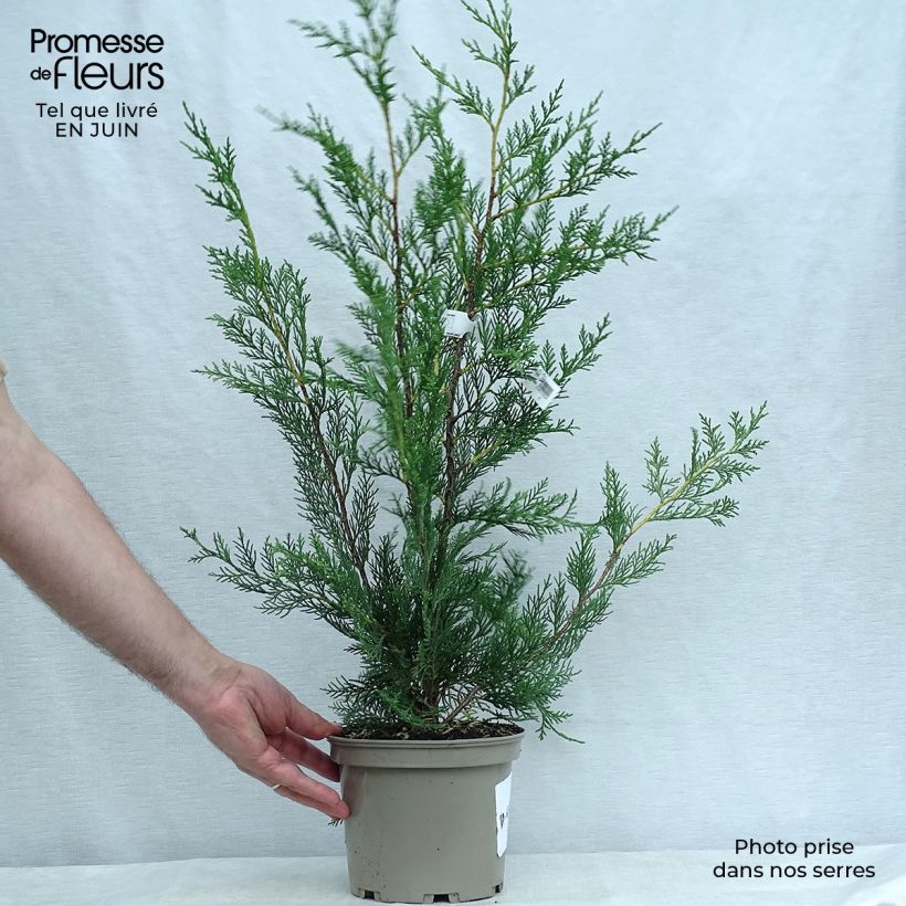 Leyland cypress - Cupressocyparis leylandii 2L/3L pot sample as delivered in summer