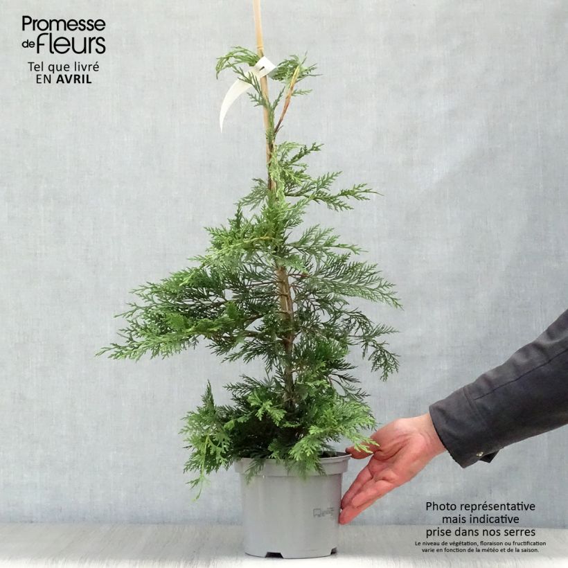 Leyland cypress - Cupressocyparis leylandii sample as delivered in spring