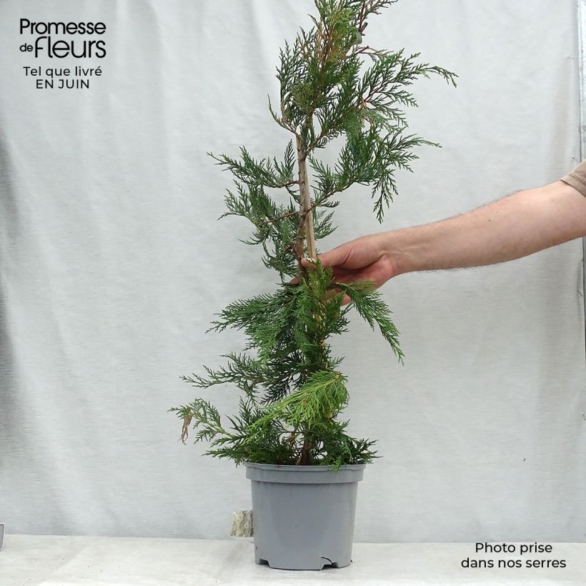 Leyland cypress - Cupressocyparis leylandii 4L/5L pot sample as delivered in summer