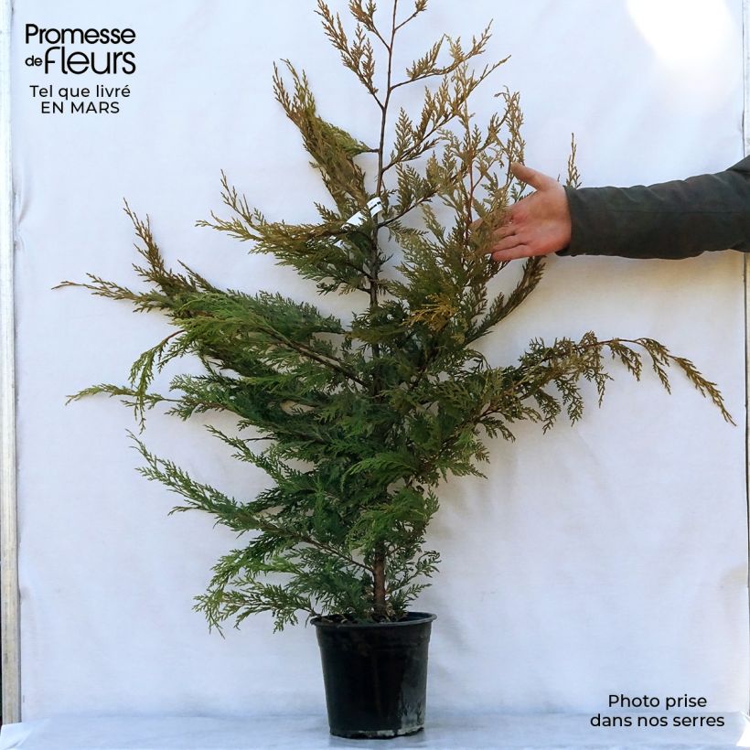 Cupressocyparis leylandii Excalibur Gold 4L/5L pot sample as delivered in spring