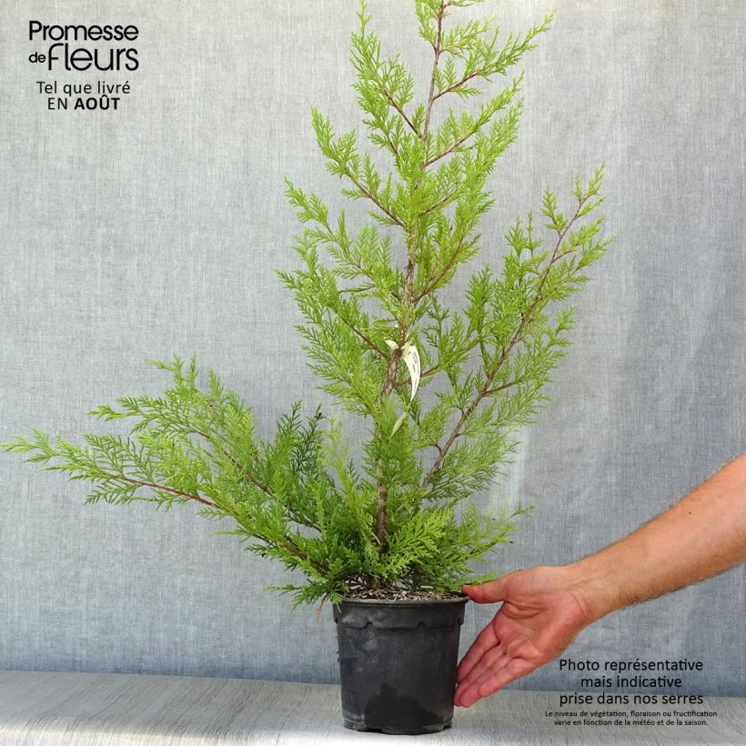 Cupressocyparis leylandii Oger 2L/3L pot sample as delivered in summer