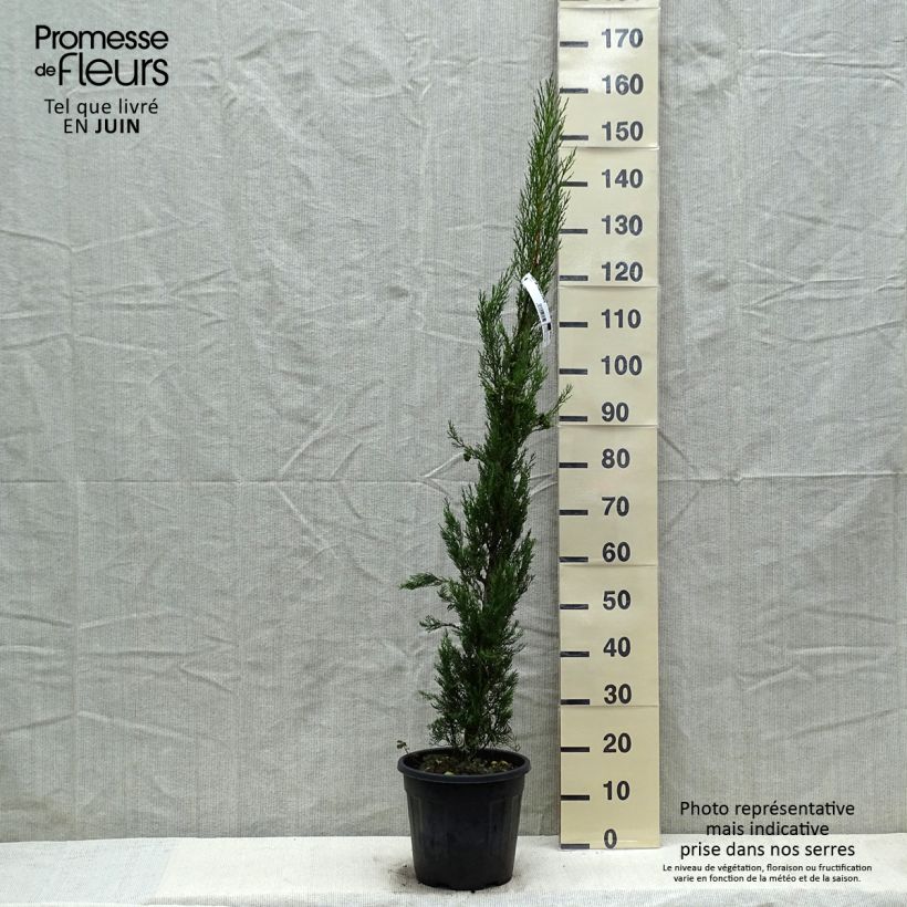 Provence Cypress - Cupressus sempervirens Pyramidalis sample as delivered in spring