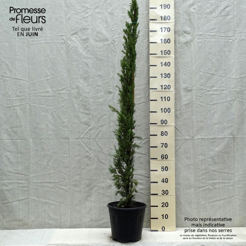 Provence Cypress - Cupressus sempervirens Pyramidalis sample as delivered in spring