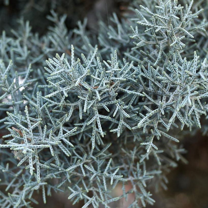 Cupressus arizonica Fastigiata (Foliage)