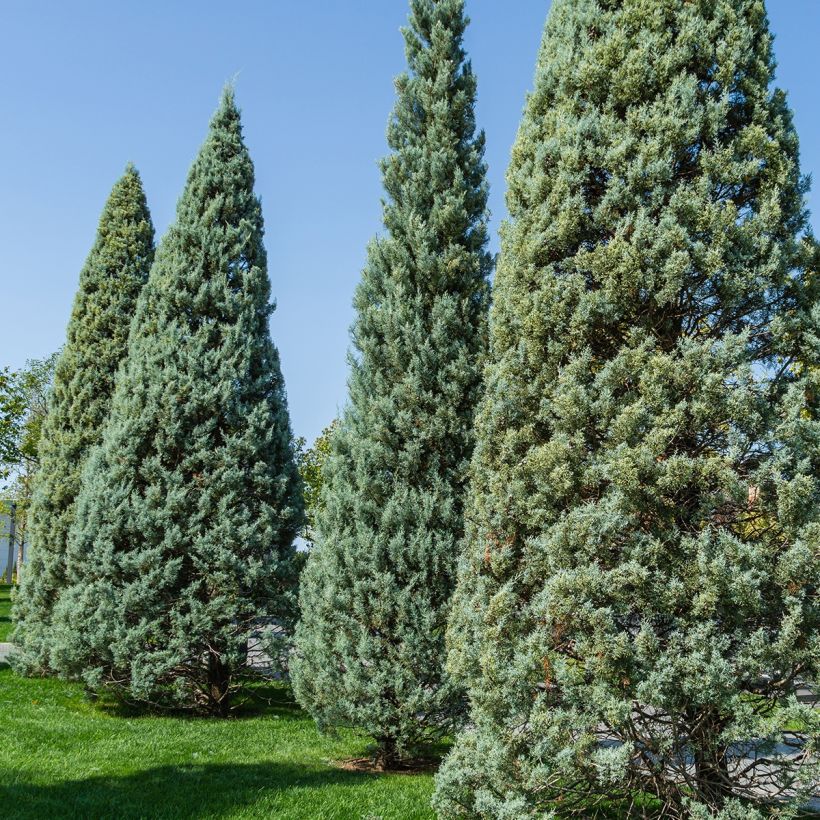 Cupressus arizonica Fastigiata (Plant habit)