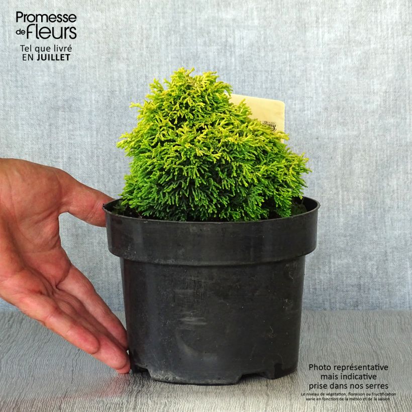 Chamaecyparis obtusa Butterball - Hinoki Cypress 2L/3L pot sample as delivered in summer