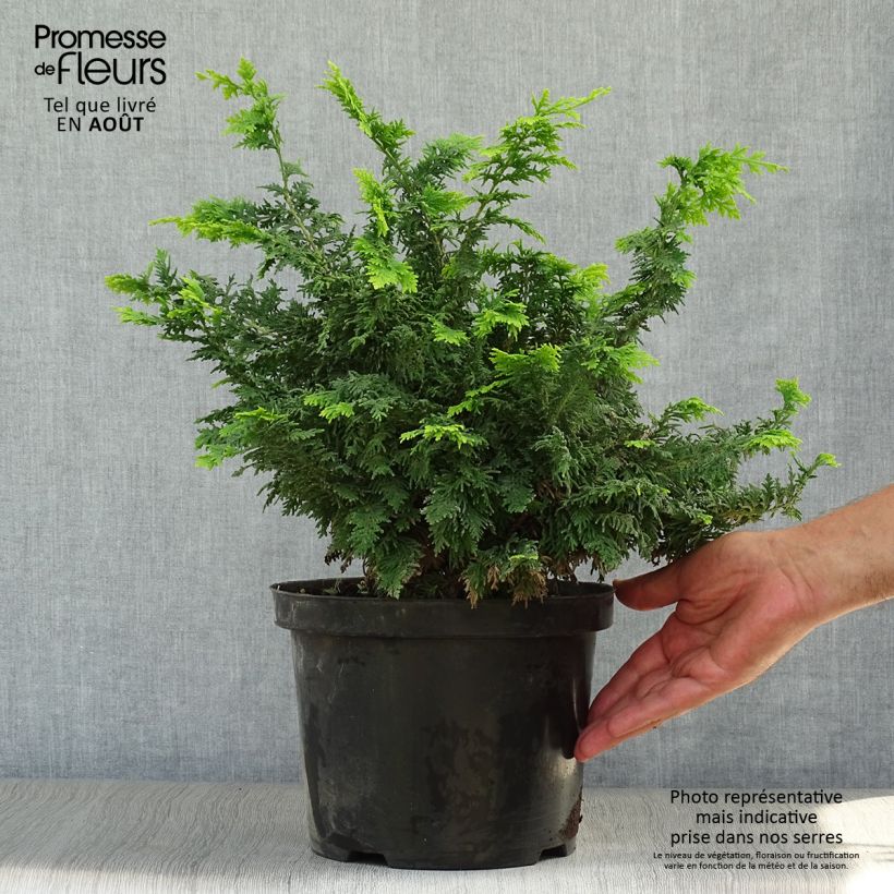 Chamaecyparis obtusa Fernspray Gold - Hinoki Cypress 4L/5L pot sample as delivered in summer