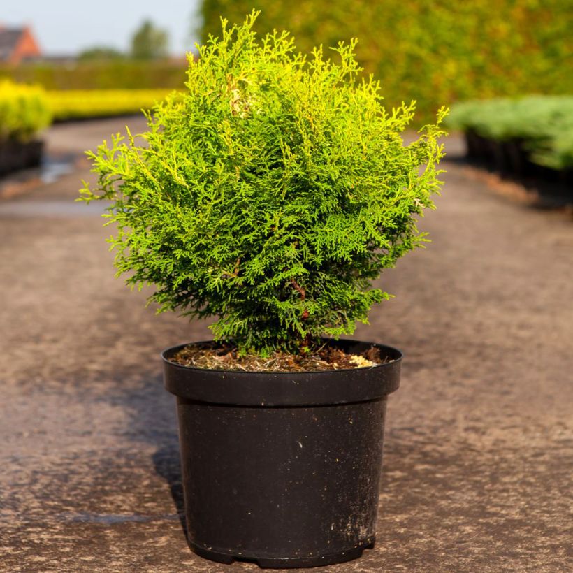 Chamaecyparis obtusa Lucas - Hinoki Cypress (Plant habit)