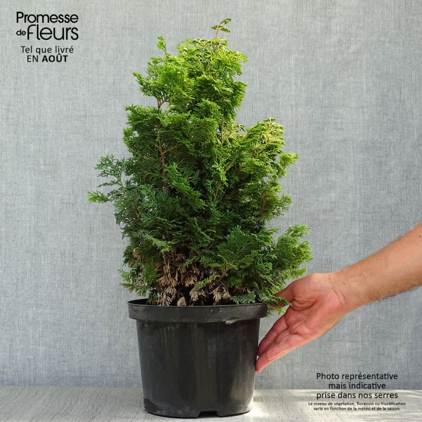 Chamaecyparis obtusa Maureen - Hinoki Cypress 4L/5L pot sample as delivered in summer