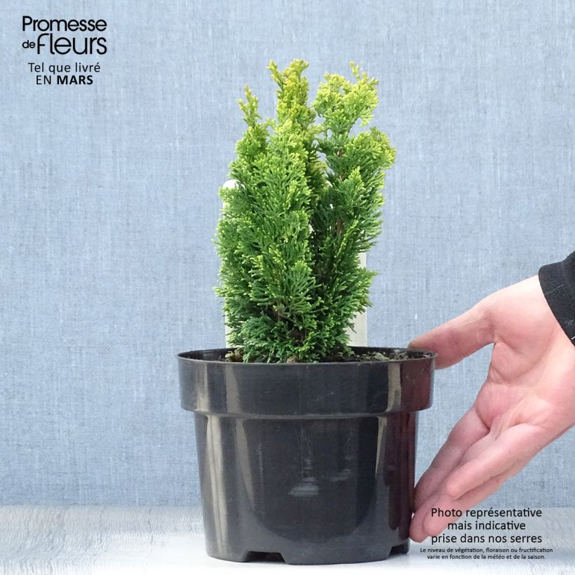 Chamaecyparis obtusa Meroki Twin - Hinoki Cypress sample as delivered in spring