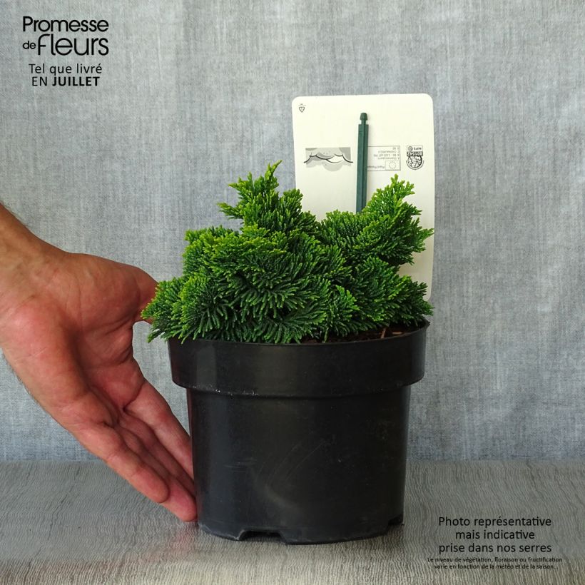 Chamaecyparis obtusa Nana Aurea - Hinoki Cypress 2L/3L pot sample as delivered in summer