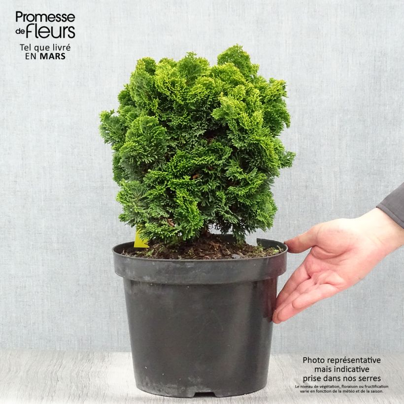 Chamaecyparis obtusa Nana Aurea - Hinoki Cypress sample as delivered in spring