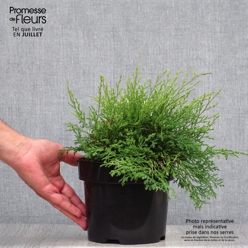 Creeping Siberian Cypress - Microbiota decussata 2L/3L pot sample as delivered in summer