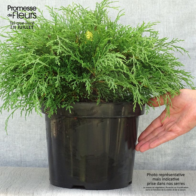 Creeping Siberian Cypress - Microbiota decussata 7.5L/10L pot sample as delivered in summer