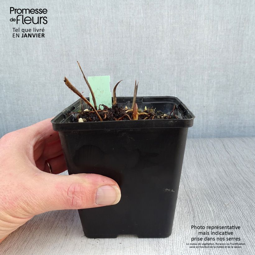 Cypripedium Kristi Lyn gx 1L/1.5L pot sample as delivered in winter