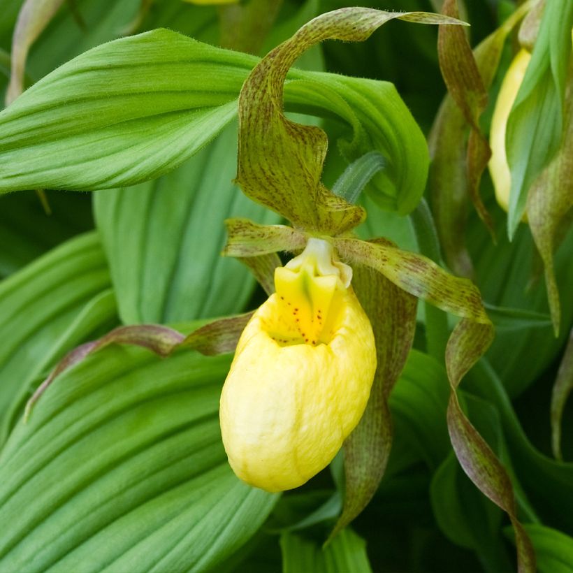 Cypripedium Kristi Lyn gx (Flowering)