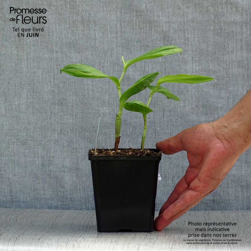 Cypripedium Lucy Pinkepank gx 1L/1.5L pot sample as delivered in summer