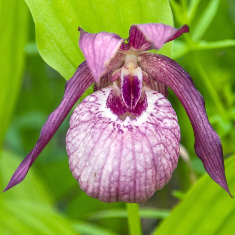 Cypripedium Lucy Pinkepank gx (Flowering)