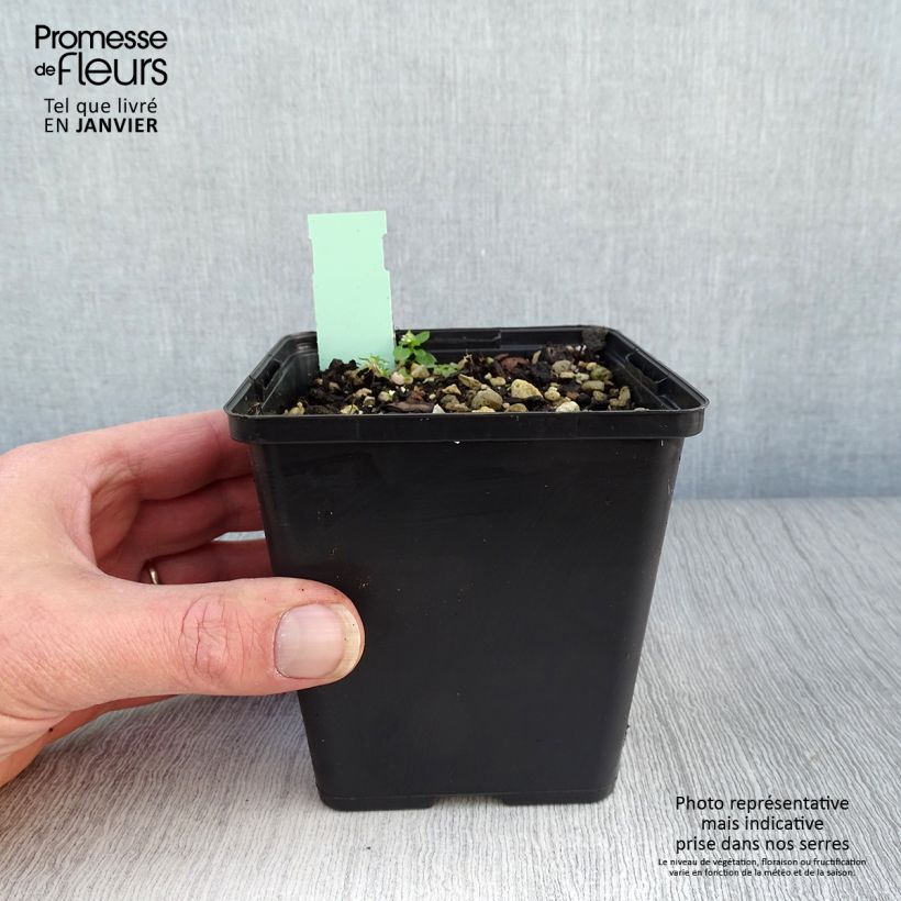 Cypripedium calceolus 1L/1.5L pot sample as delivered in winter