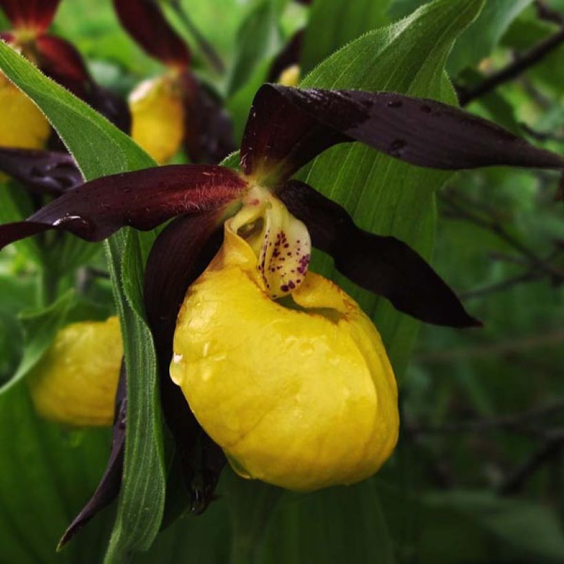 Cypripedium calceolus (Flowering)