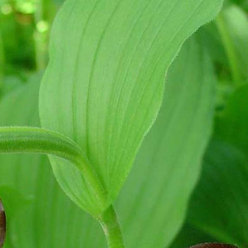 Cypripedium calceolus (Foliage)