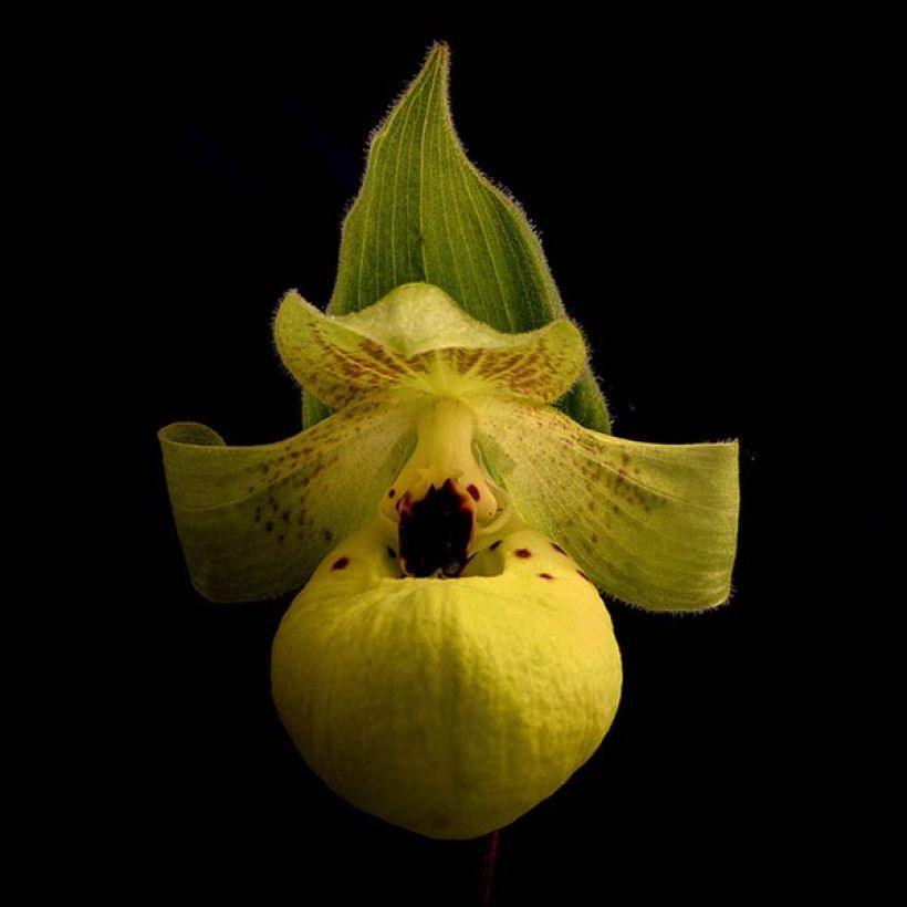 Cypripedium flavum (Flowering)