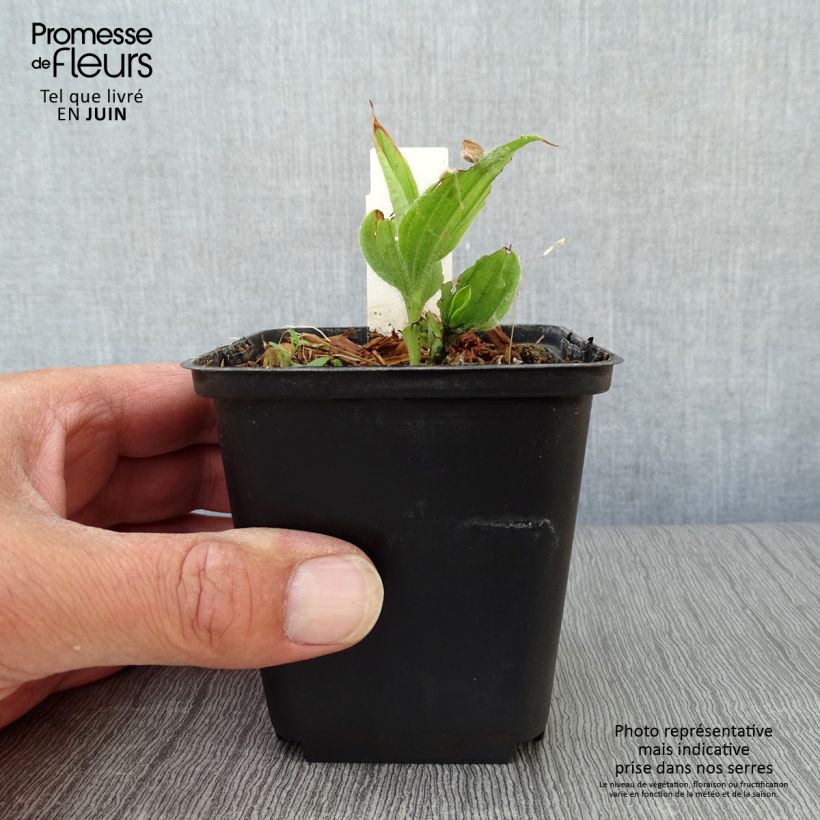 Cypripedium flavum 8/9 cm pot sample as delivered in summer